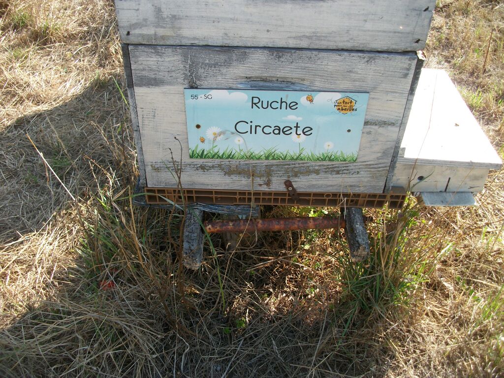 La ruche Circaete