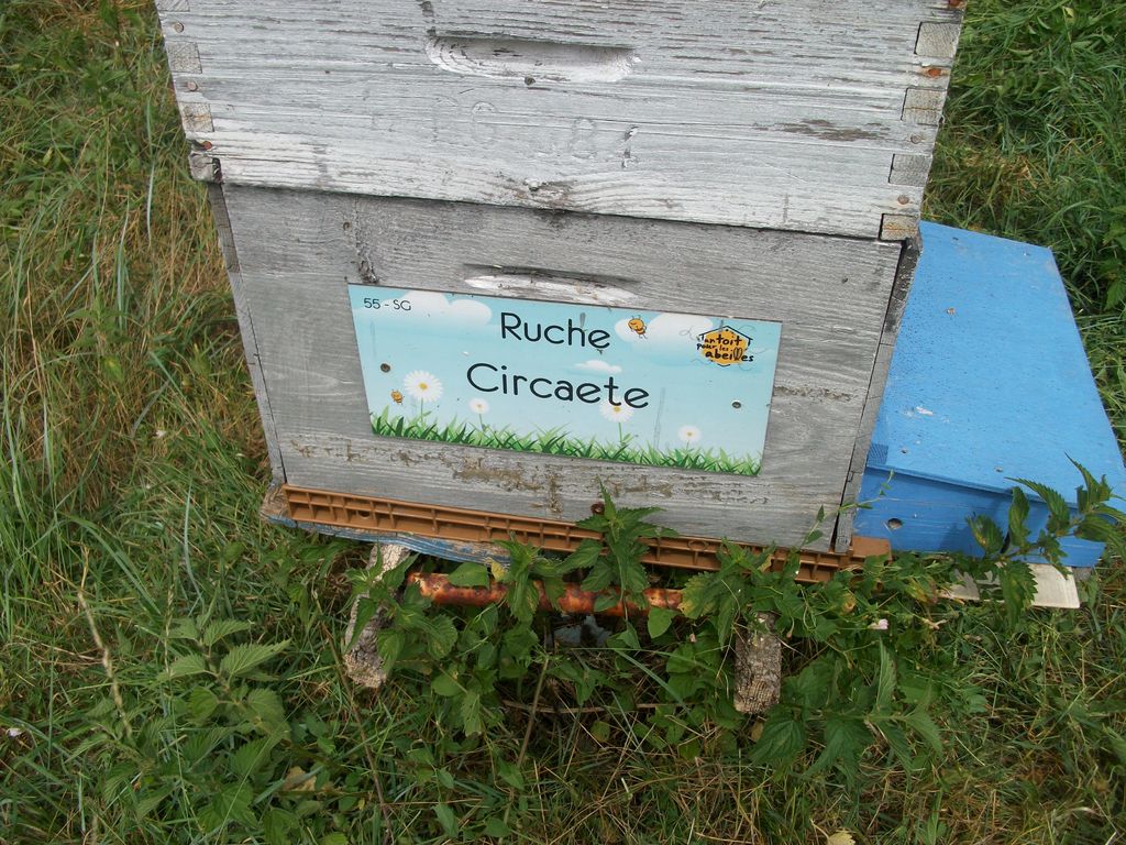 La ruche Circaete