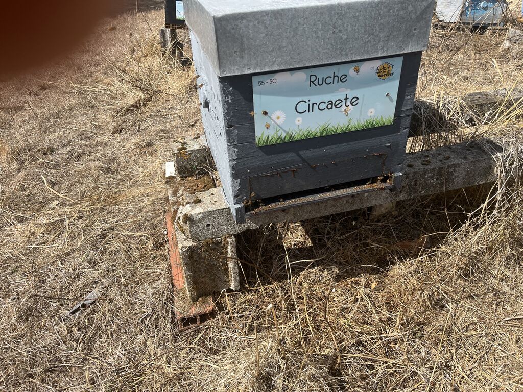 La ruche Circaete
