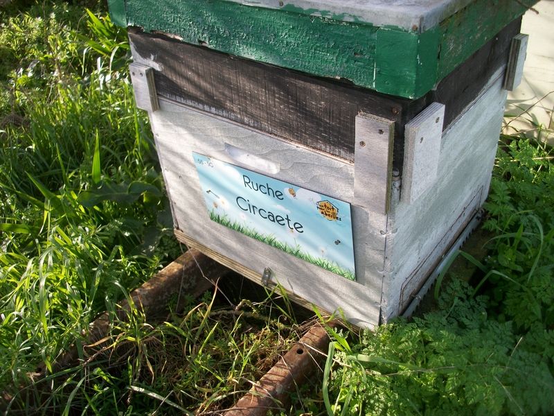 La ruche Circaete