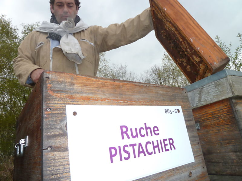 La ruche Pistachier