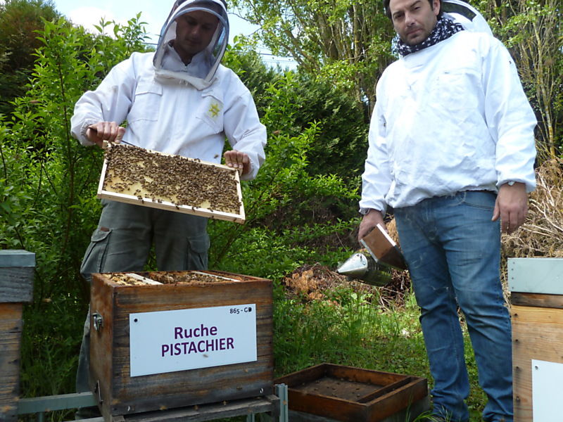 La ruche Pistachier