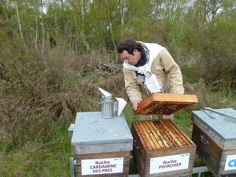 La ruche Pistachier