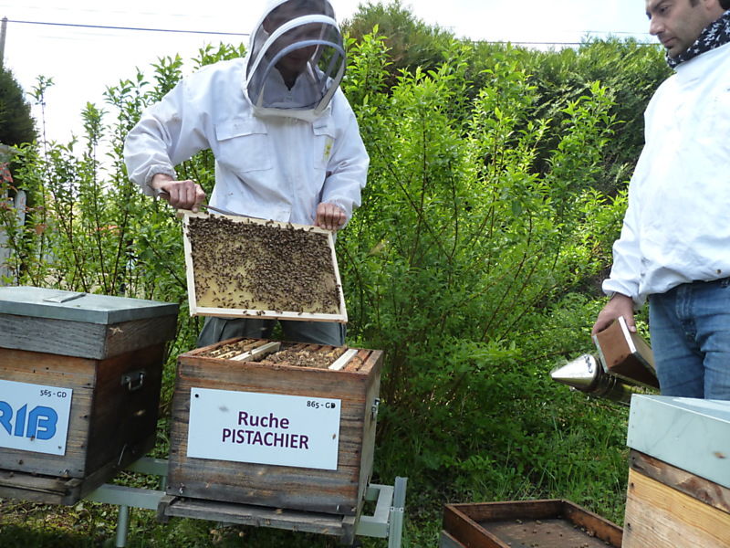 La ruche Pistachier