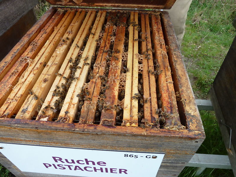 La ruche Pistachier