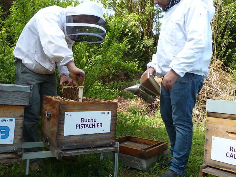 La ruche Pistachier