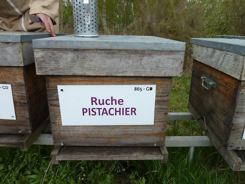 La ruche Pistachier
