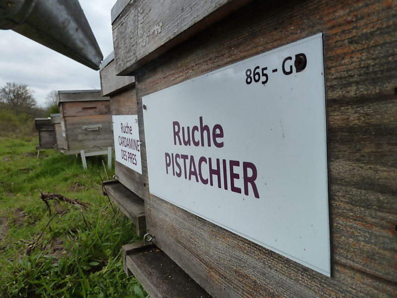 La ruche Pistachier