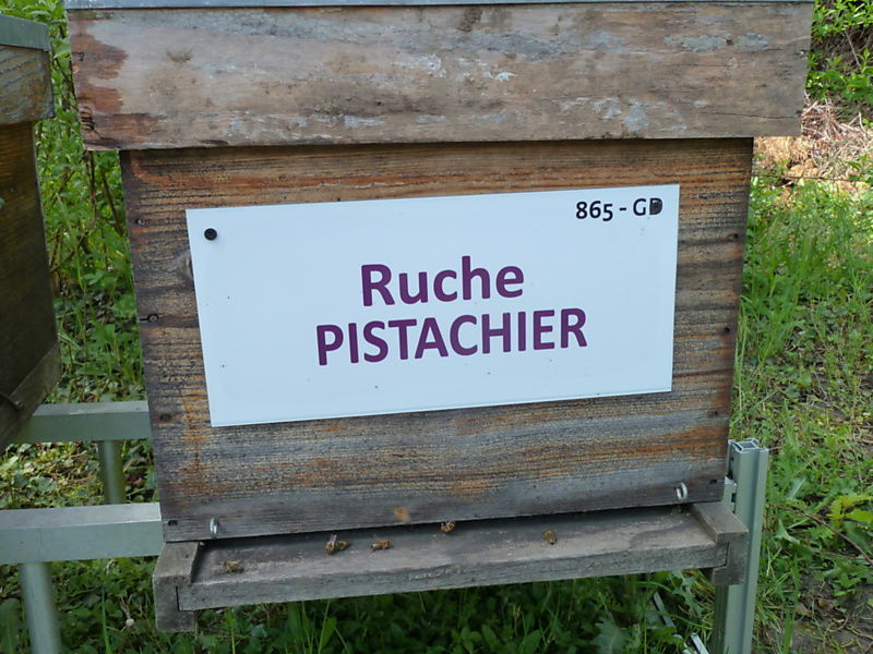 La ruche Pistachier