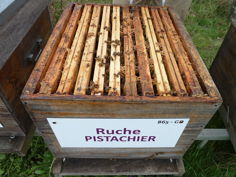 La ruche Pistachier