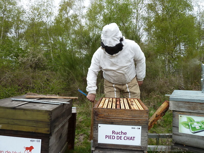 La ruche Pied de chat