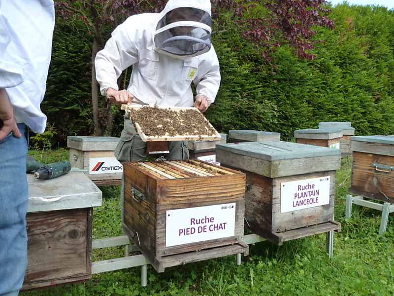 La ruche Pied de chat