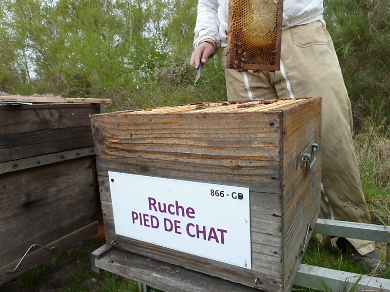 La ruche Pied de chat