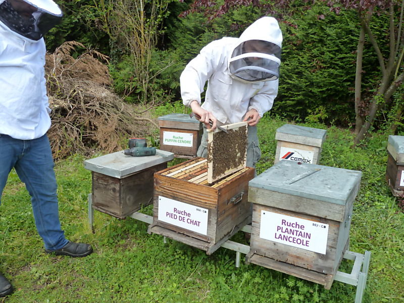 La ruche Pied de chat