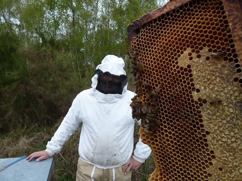 La ruche Pied de chat