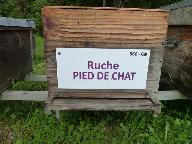 La ruche Pied de chat