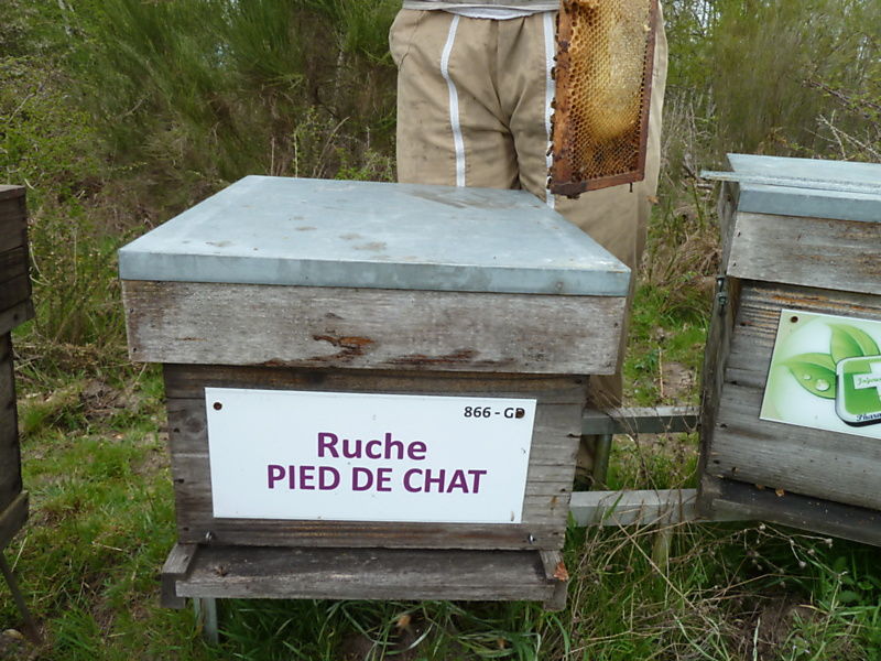 La ruche Pied de chat