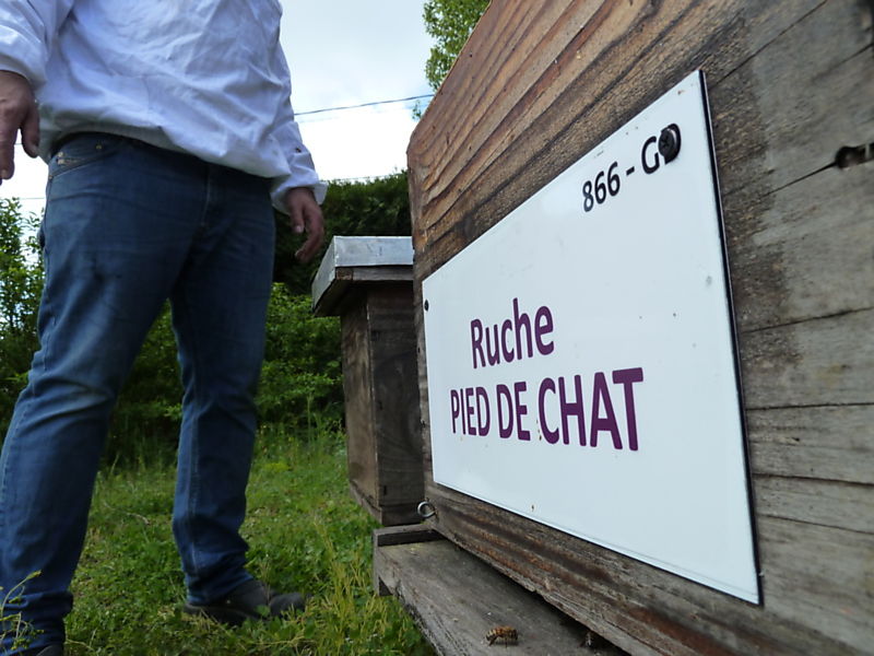 La ruche Pied de chat