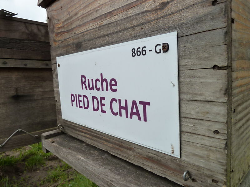 La ruche Pied de chat