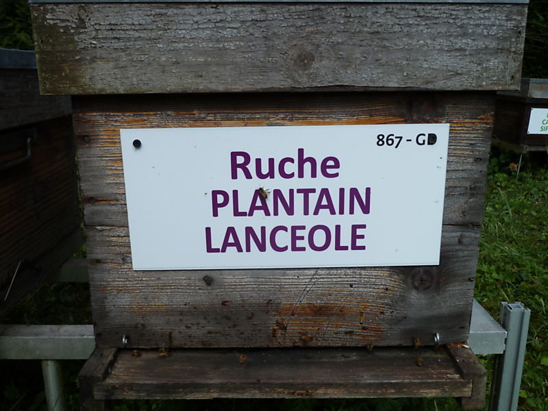 La ruche 