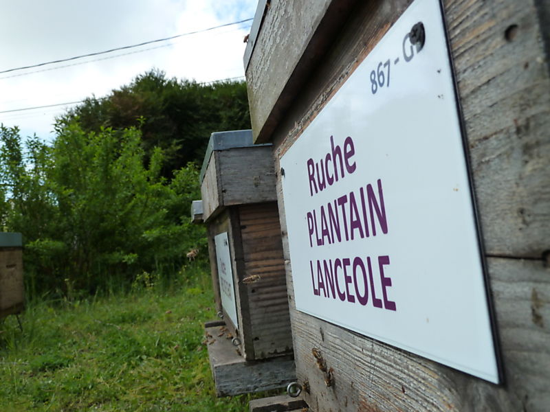 La ruche Plantain lancéole