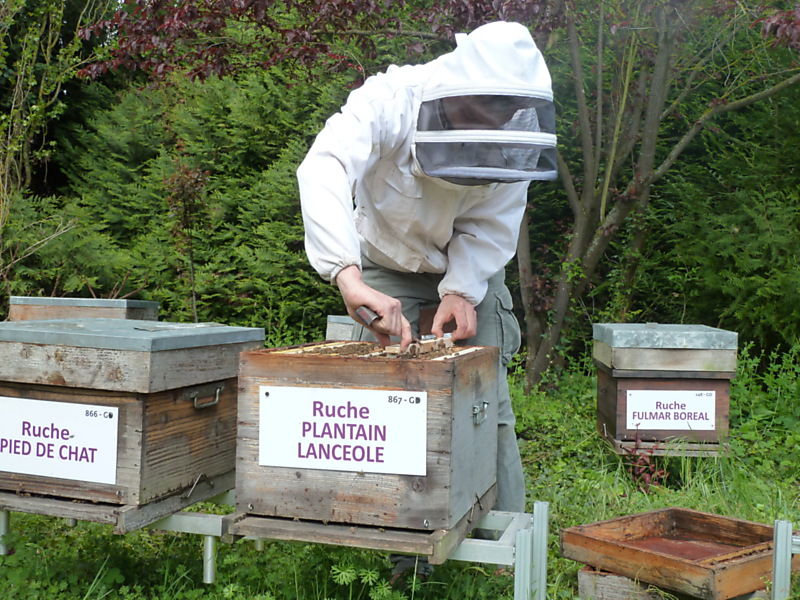 La ruche Plantain lancéole