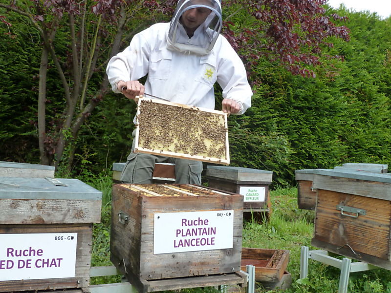 La ruche Plantain lancéole