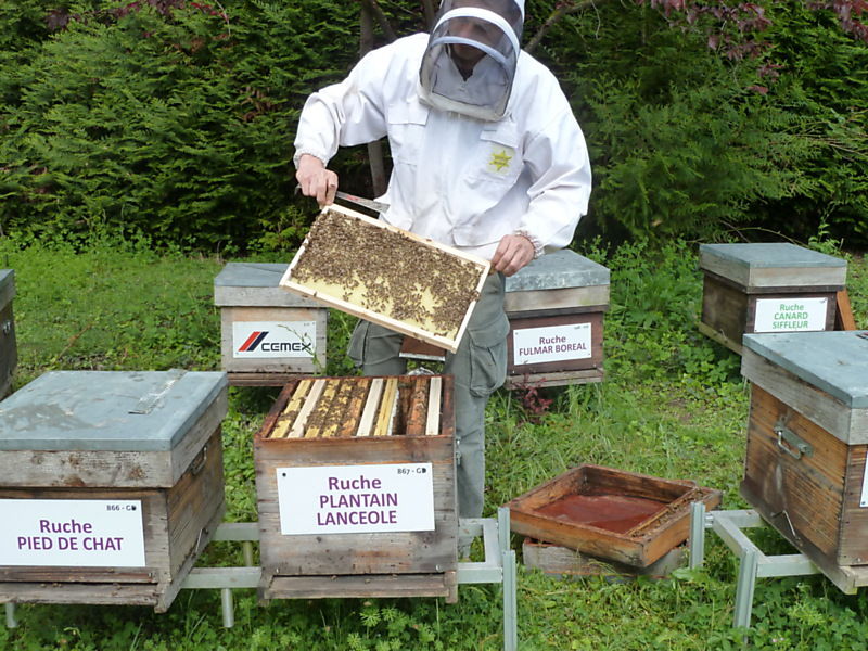 La ruche Plantain lancéole