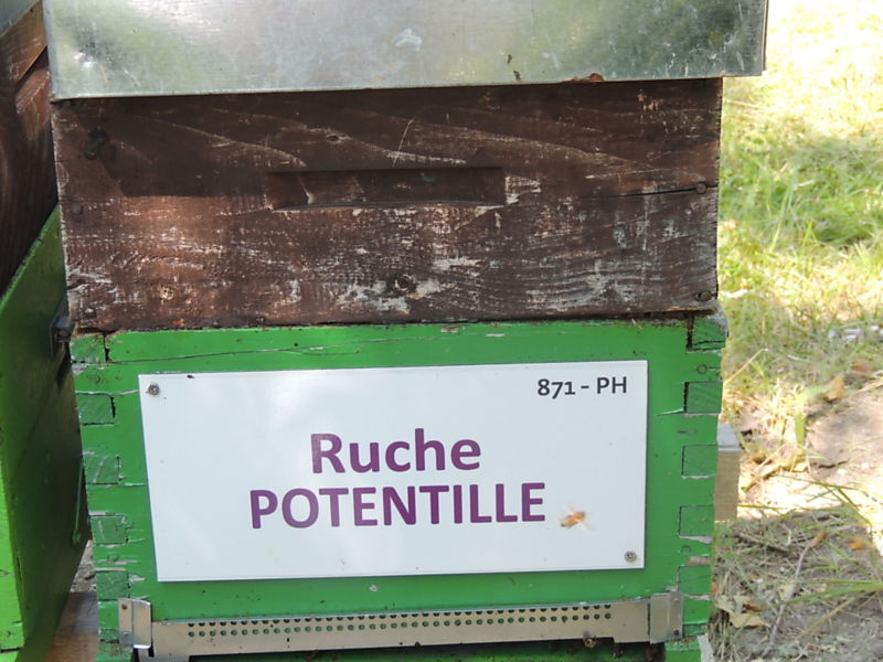 La ruche