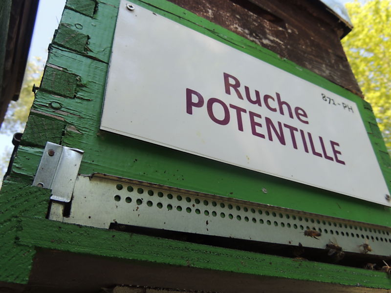 La ruche Potentille