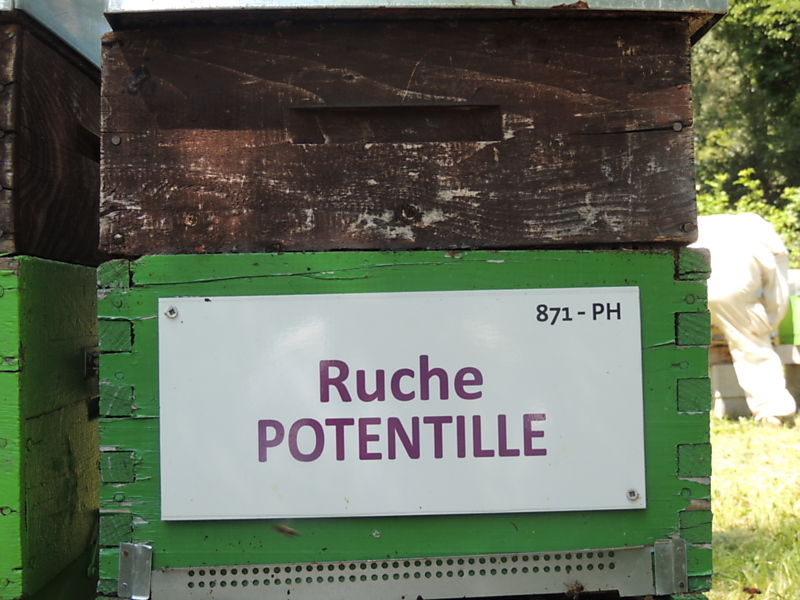 La ruche Potentille