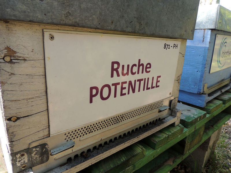 La ruche Potentille