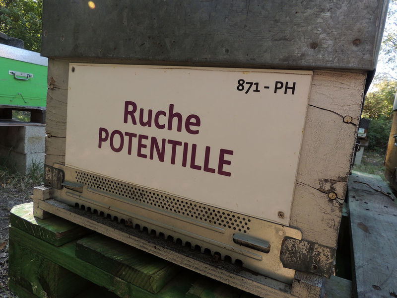 La ruche Potentille