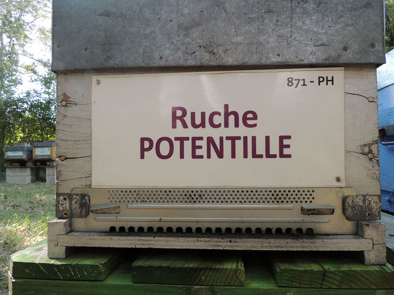 La ruche Potentille