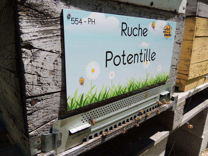 La ruche Potentille