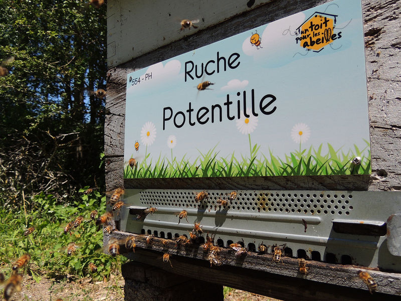 La ruche Potentille