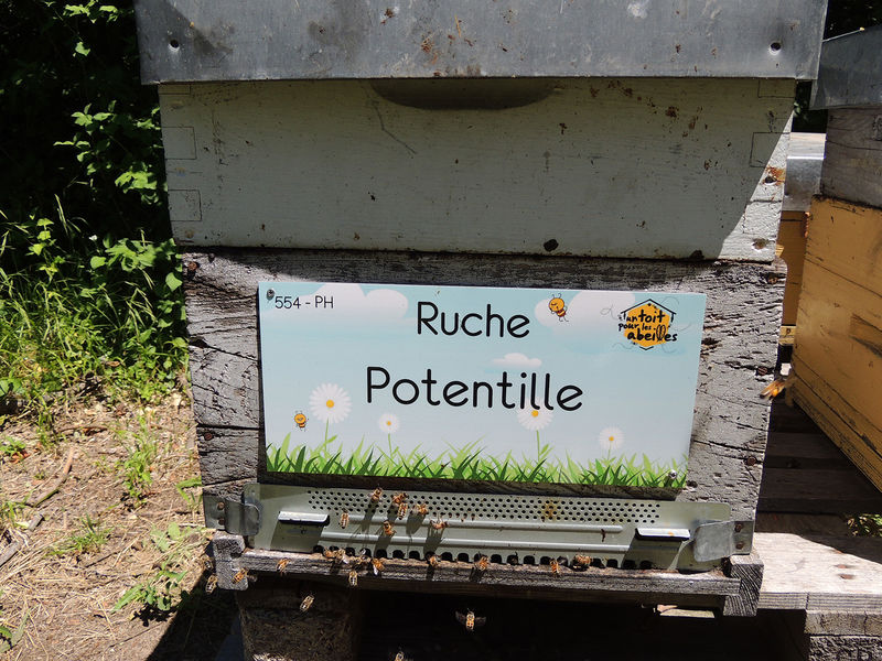 La ruche Potentille
