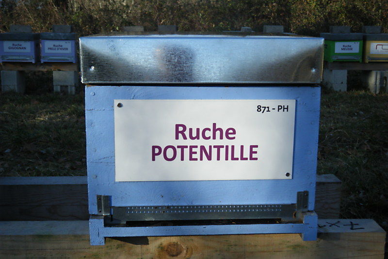 La ruche Potentille