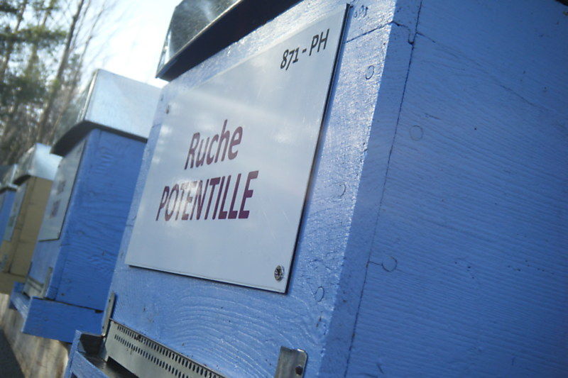 La ruche Potentille