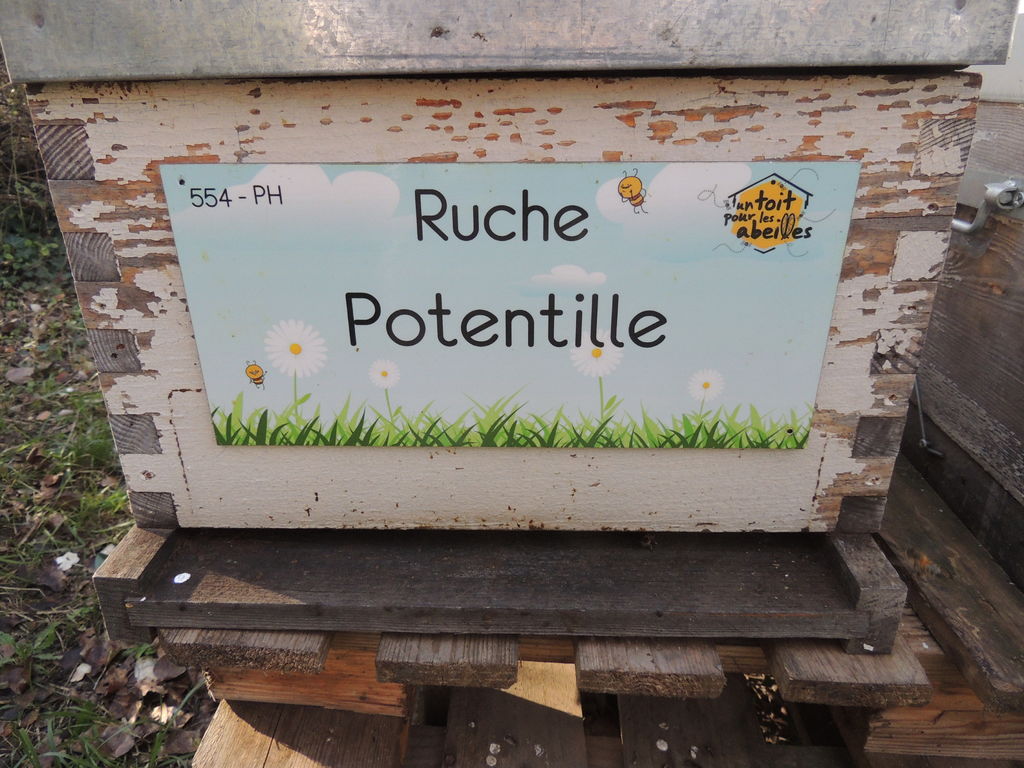 La ruche Potentille