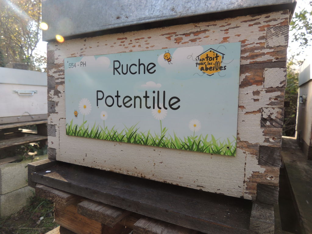 La ruche Potentille