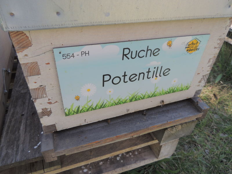 La ruche Potentille