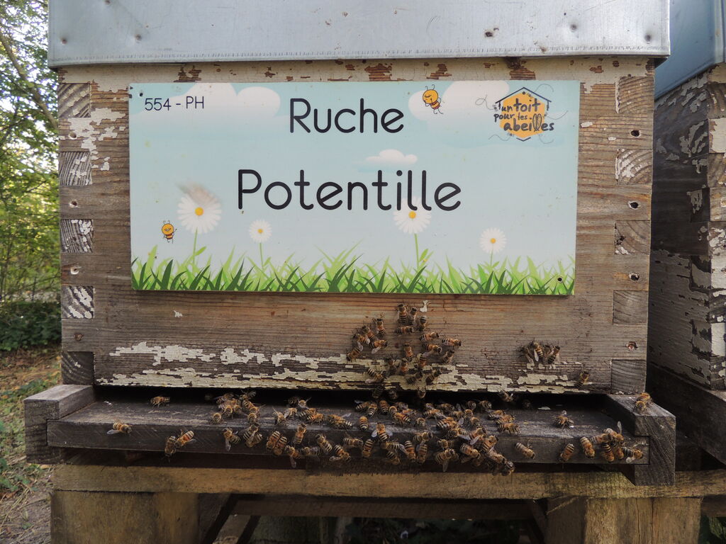 La ruche Potentille