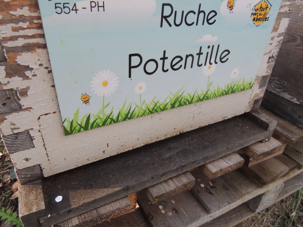 La ruche Potentille