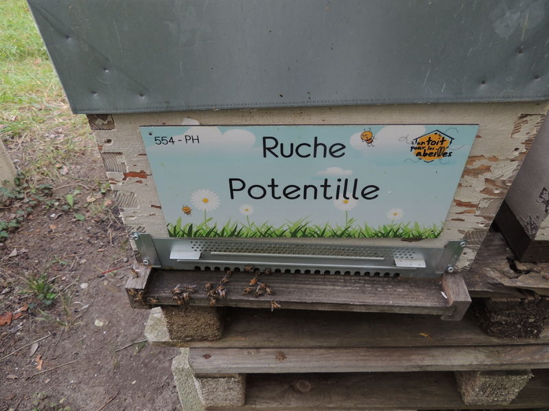 La ruche Potentille