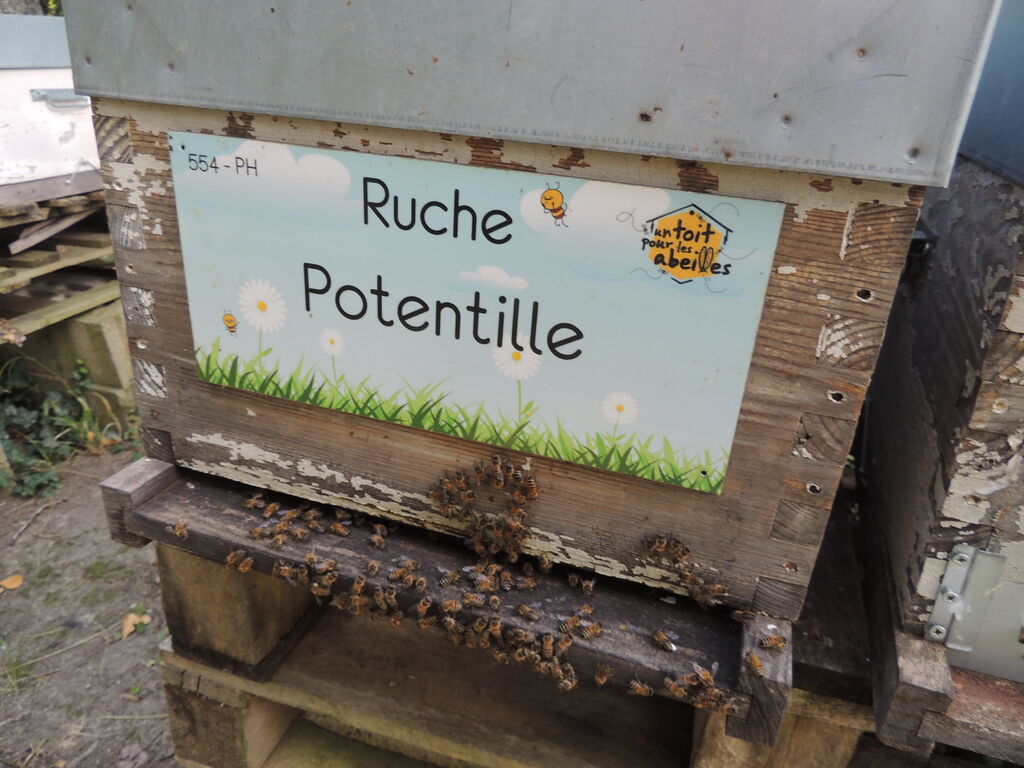 La ruche Potentille