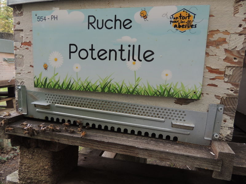 La ruche Potentille