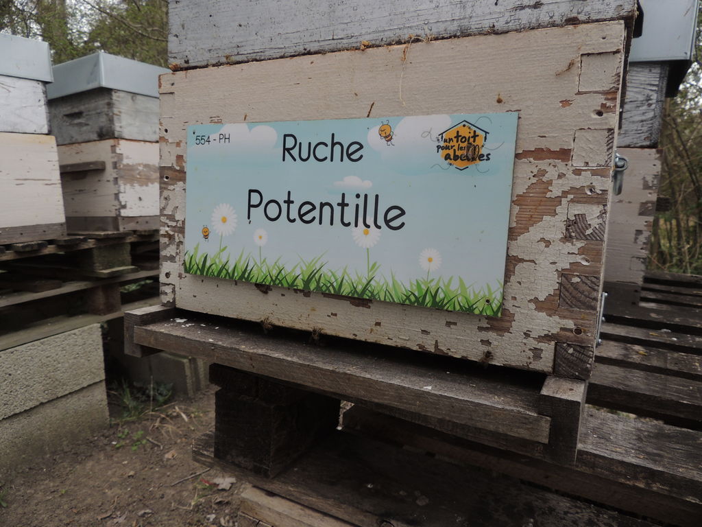 La ruche Potentille