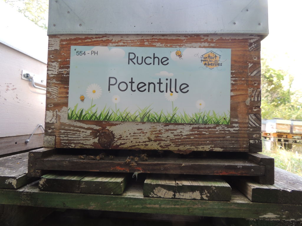 La ruche Potentille