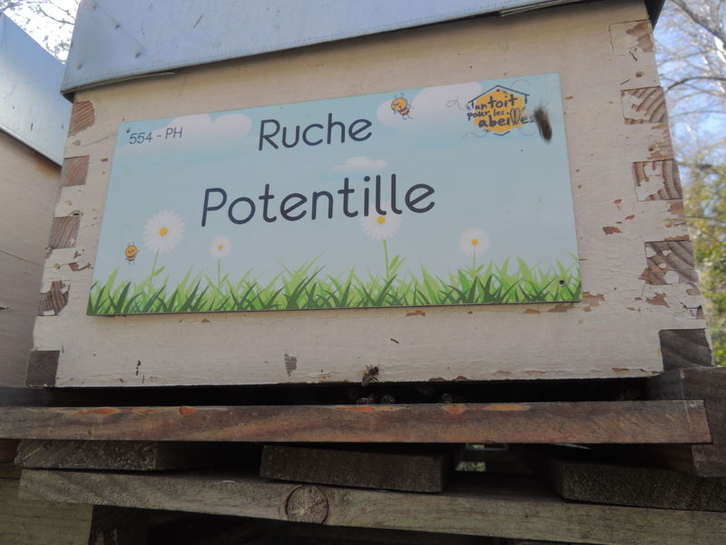 La ruche Potentille